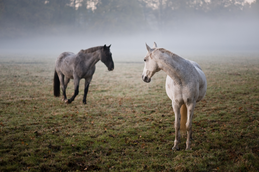 horses